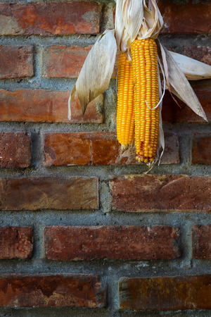 Corn hanging smooth brick wall and left to dryの写真素材