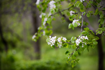 Cherry Blossom in a warm spring day
