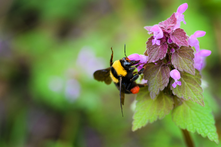 Yellow bumblebee breakfast in natural light