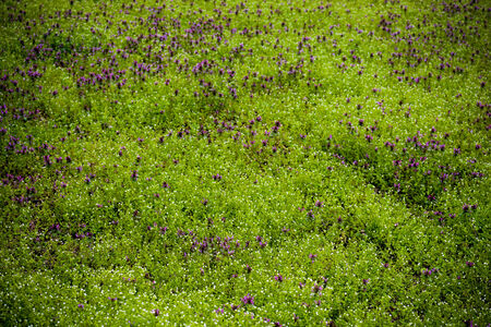Field of purple flowers on a spring dayの写真素材