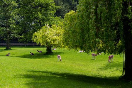 Deer at the zooの写真素材