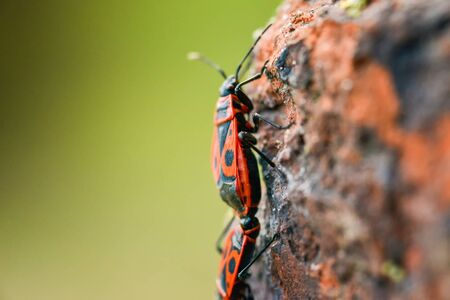 Firebugs - Pyrrhocoris Apterus on rocky backgroundの写真素材