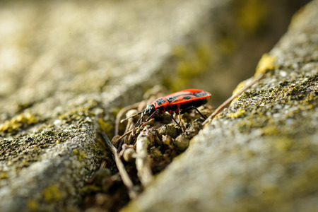 Firebugs - Pyrrhocoris Apterus on rocky の写真素材