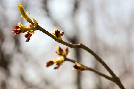 Blooming branch with blurred backgroundの写真素材