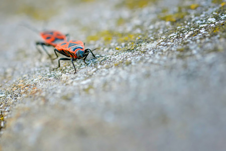 Firebugs - Pyrrhocoris Apterus on rocky background