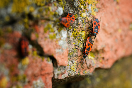 Firebugs - Pyrrhocoris Apterus on rocky backgroundの写真素材