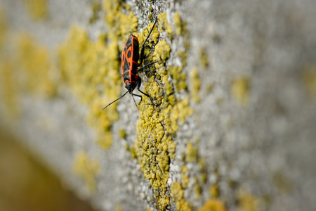 Firebugs - Pyrrhocoris Apterus on rocky background