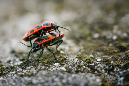 Firebugs - Pyrrhocoris Apterus on rocky backgroundの写真素材