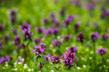 Beautiful field mauve wildflower in grass