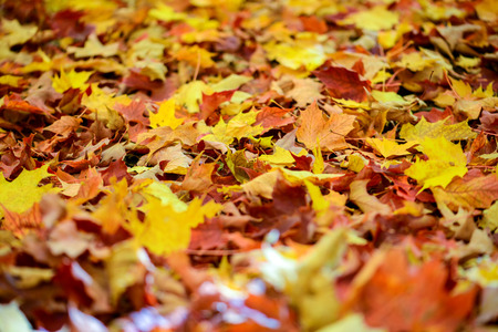 Fallen maple leaves in the forest