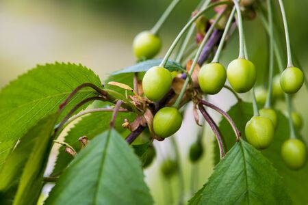 The unripe cherry branch in natural lightの写真素材