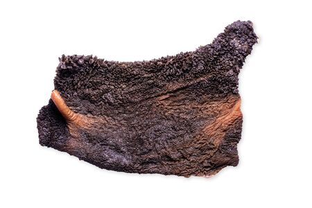 A piece of beef green tripe raw isolated on whiteの写真素材