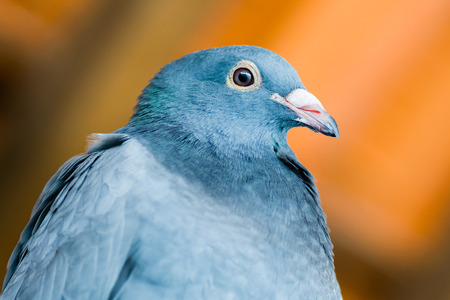 Pigeon posing for the photoの写真素材