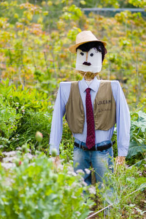 Doll used to keep birds from eating seeds in the fieldの写真素材