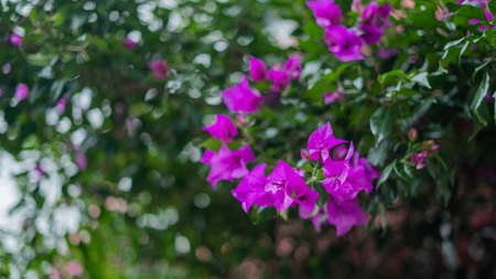 Purple Flowers From a Tree with Blurry Leaves as Backgroundの写真素材
