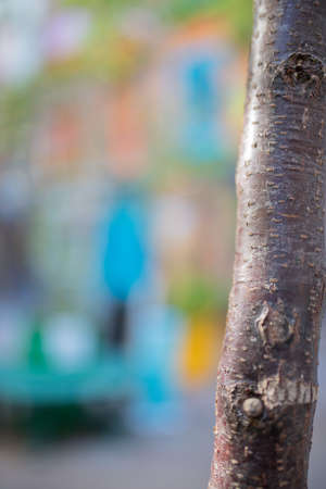 Portrait View of a Thick Branch with Colorful Blurry Buildings as Backgroundの写真素材