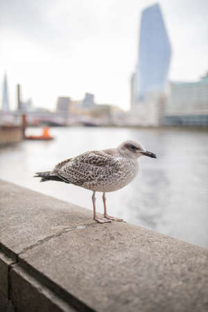 Portrait View of a Gull Standing on a Concrete Barrier with a River Behind itの写真素材