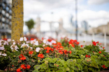 Landscape View of Red and White Flowers with a Blurry Cityscape as Backgroundの写真素材