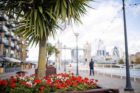 Landscape View of Red Flowers and a Small Tree with a Cityscape as Backgroundの写真素材