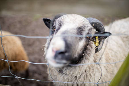 Horned black and white sheep sticking its snout out of a square knot fenceの写真素材