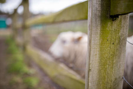 Blurry white sheep sticking its head out between two wooden planks from a fenceの写真素材