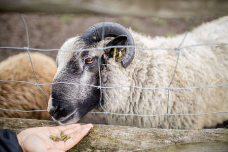 Horned black and white sheep sticking its snout out of a fence to eat