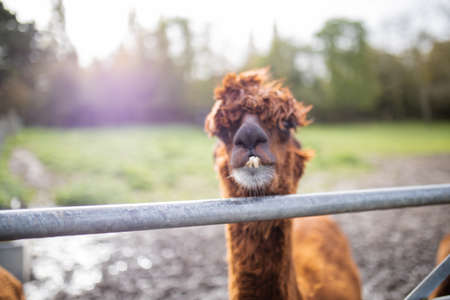 Brown alpaca behind a fence looking directly at the camera