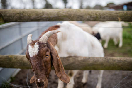 Beautiful horned goat sticking its head out of a fence with other goats behindの写真素材