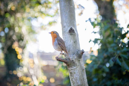 Majestic robin standing on the small branch of a treeの写真素材