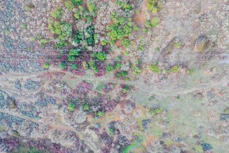 Top view of dry small forest and green field
