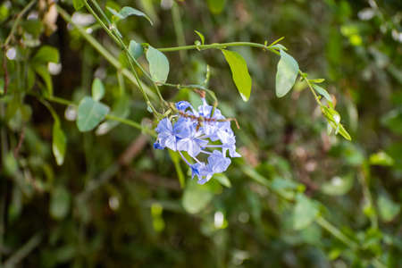Close-up of beautiful jasmine flowers with blurry background. Bunch of lovely flowers with light...
