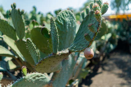 Bright sunlight on Mexican nopal plantation with blurry background.の写真素材