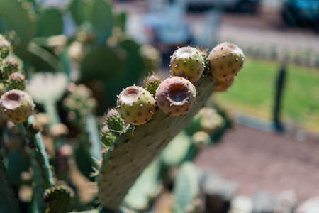 Bright sunlight on Mexican nopal plant with blurry background.の写真素材