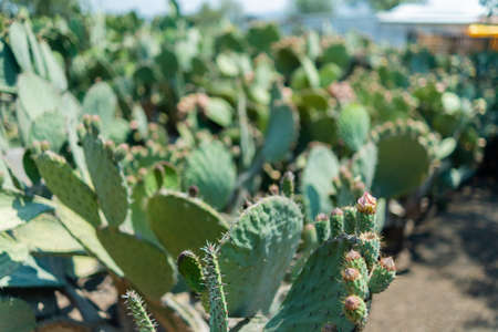 Bright sunlight on Mexican nopal plantation with blurry background.の写真素材