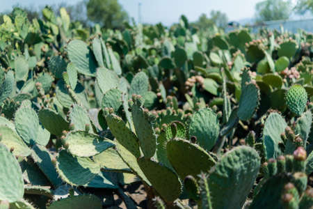 Bright sunlight on Mexican nopal plantation with blurry background.の写真素材