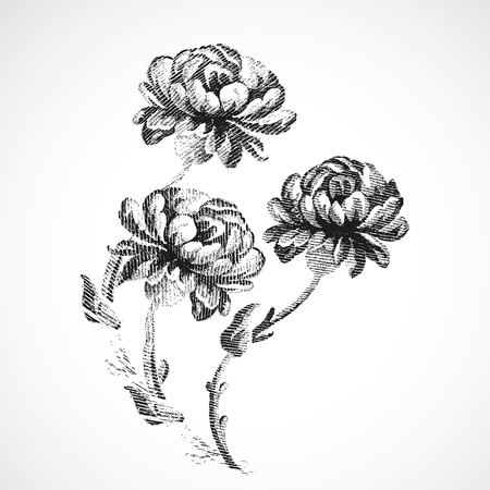 Hand-drawn bouquet of three flowers of peonies, vintage isolated background vector illustration realistic sketchのイラスト素材
