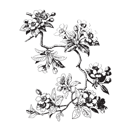 Hand drawn sakura branch. Background with blossom cherry tree branches. Botanical branches with leaves and flowers on white background. Vector illustrationのイラスト素材