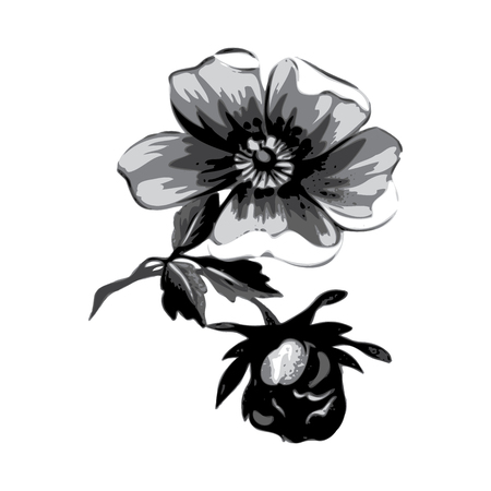 Branch with flowers roses isolated. Vintage grunge background. Grayscale vector illustration.のイラスト素材