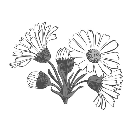 Hand drawn bouquet of daisy flowers isolated on white background, black and white colors. Vector illustrationのイラスト素材