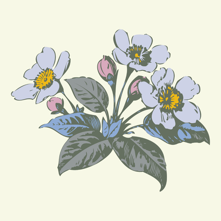 Cherry branches with flowers, sakura vector illustrationのイラスト素材