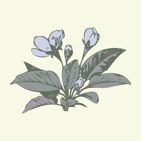 Cherry branches with flowers, sakura vector illustrationのイラスト素材