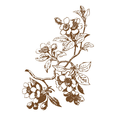 Cherry branches with flowers, sakura vector illustrationのイラスト素材