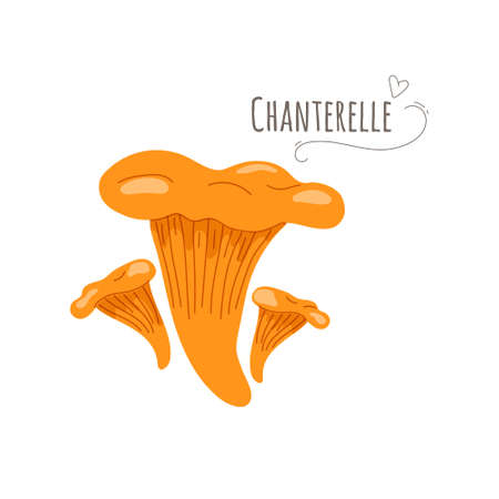 Chanterelle,Cantharellus cibarius mushrooms isolated on white background.Simplified vector illustration.のイラスト素材