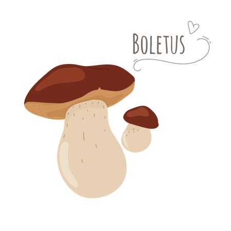 Boletus edulis mushrooms isolated on white background.Vector illustration.のイラスト素材