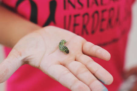 Small green caterpillar in the hand of a small boy