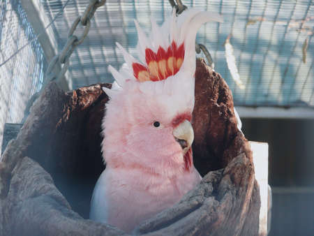 Pink cockatoo bird with red accentsの写真素材