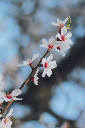 Cherry blossom from an almond treeの写真素材