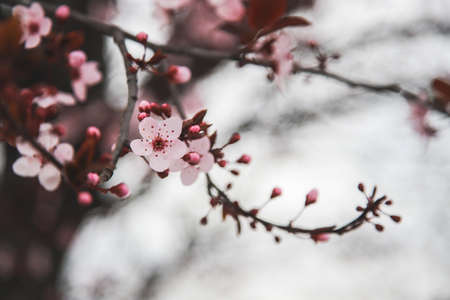 Pink cherry blossom in springの写真素材