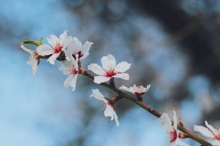 Tree with cherry blossom in springの写真素材