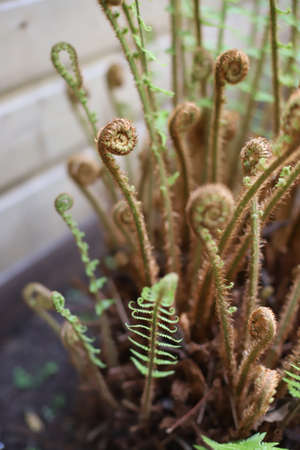 Close up of young and growing fernsの写真素材